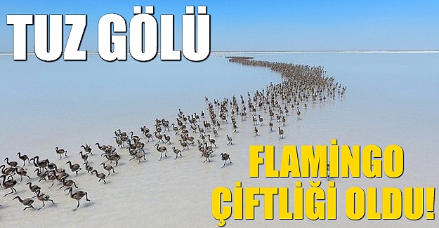 Tuz Gölü flamingo çiftliği oldu
