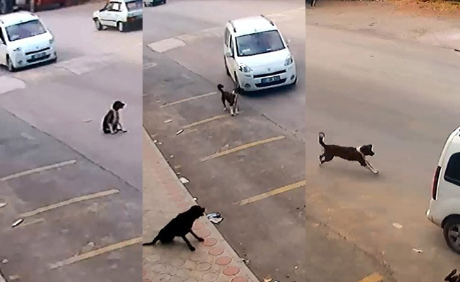 Son dakika… Köpeği bilerek ezen sürücüye bir şok daha!