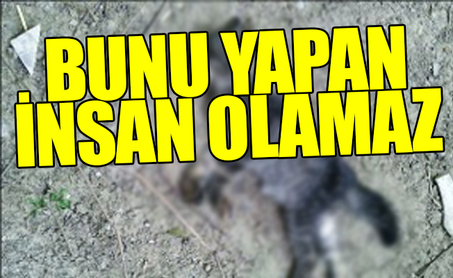 Antalya'da kedi katliamı; üçü öldü biri yaşam mücadelesi veriyor