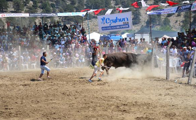 Antalya'da boğalar tel örgüleri aştı, izleyiciler korku dolu anlar yaşadı!