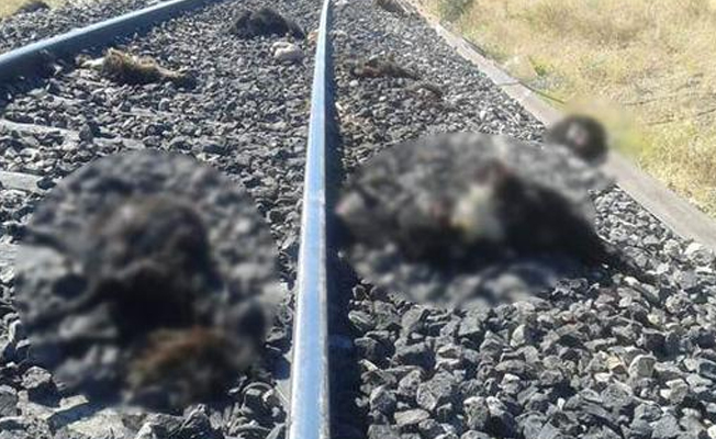 Tren 90 keçiyi biçti!