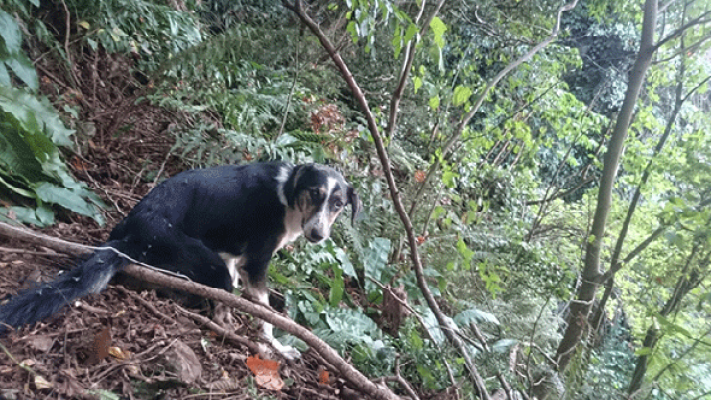 Ormanda işkence edilen köpek kurtarıldı!