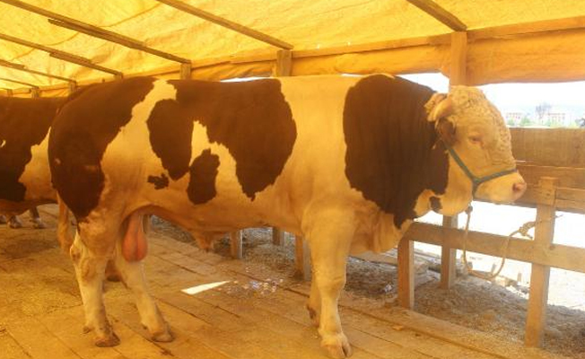 Kurbanlık boğa 23 bin liraya satıldı