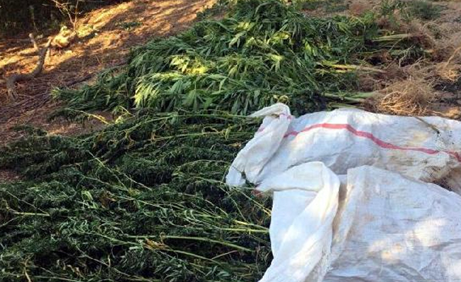 Aydın'da 10 kilo esrar ele geçirildi!