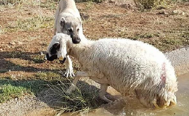 Kangal köpekleri, kurttan daha zeki