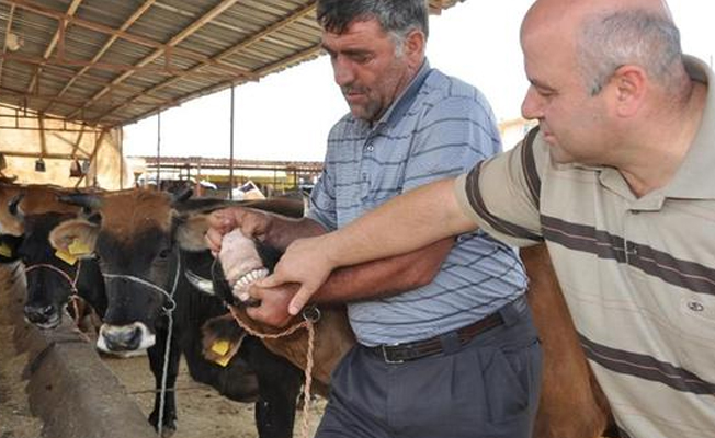 Kurban alırken nelere dikkat edilmeli?