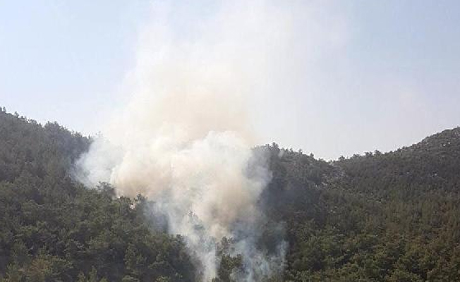 Muğla'da orman yangını!
