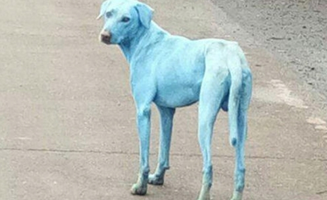O nehirden su içen köpekler maviye döndü... Bölge halkı endişeli