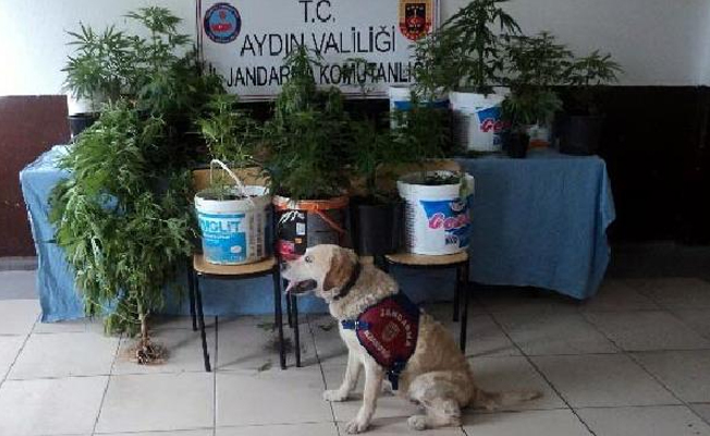 Bahçesinde hinkeneviri yetiştiren ev sahibine gözaltı!