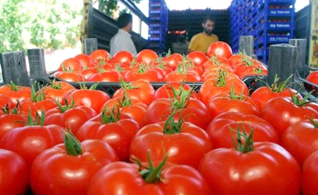 Rusya Türk domatesine ‘yeşil ışık’ yaktı!