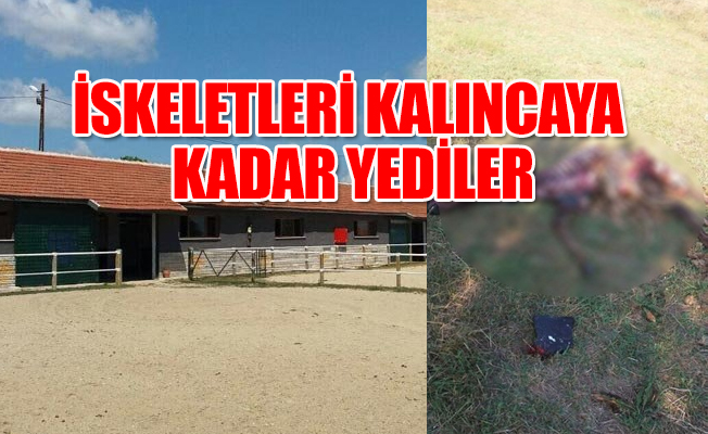 Silivri halkı şokta.... Köye inen kurtlar yarış atlarını telef etti