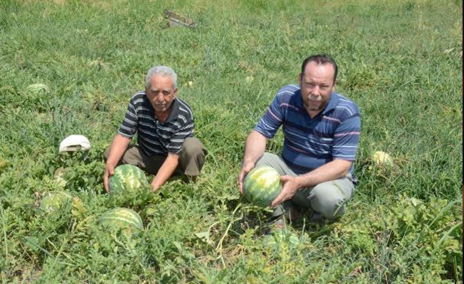 Karpuzlar nakliye parasını karşılamayınca tarlada kaldı!