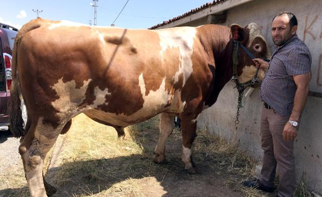 1 ton 352 kiloluk boğa bayramda 28 bin liraya satılacak