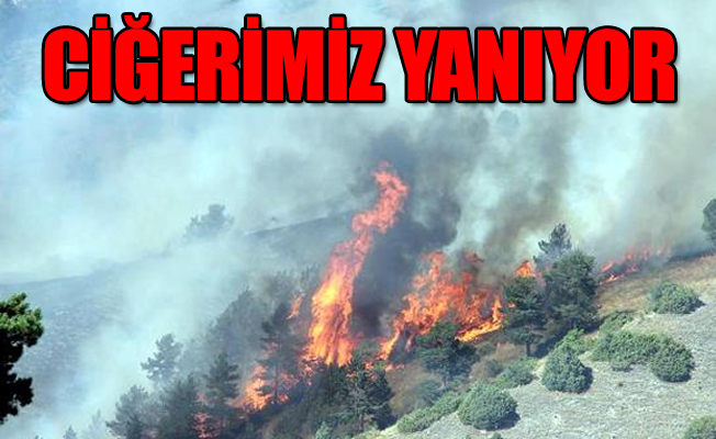 Oltu'da korkutan orman yangını!