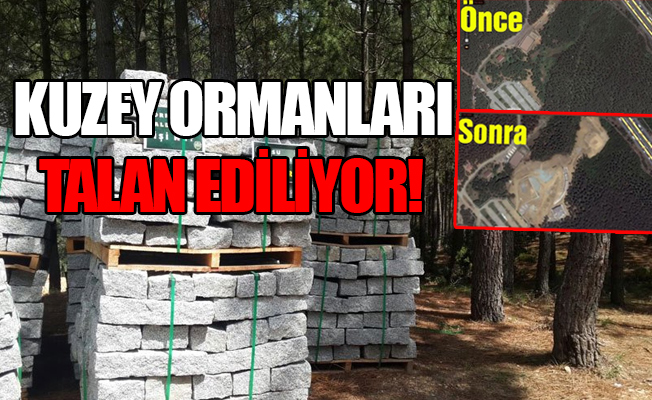 Kuzey Ormanları’na kaldırım döşüyorlar!