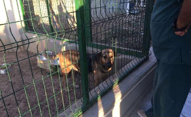 Köpeğe cinsel istismar şüphelisi serbest kaldı: Mahalleli tedirgin