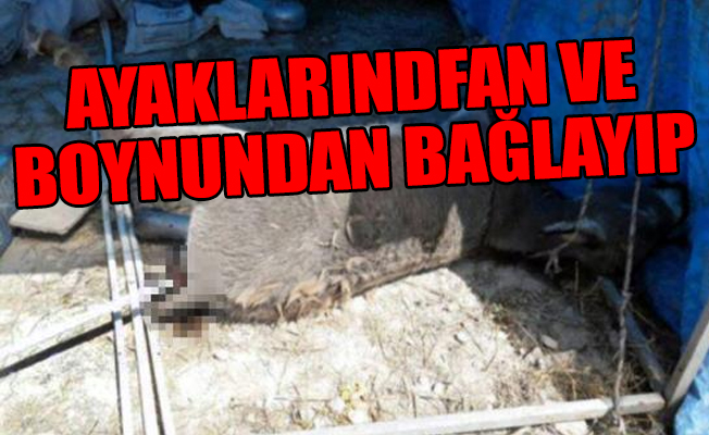 Afyon'da mide bulandıran olay: Eşeğe tecavüz edip öldürdüler