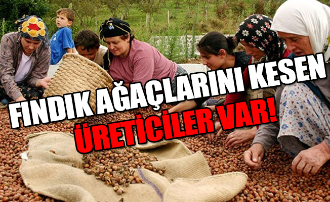 Hükümet çiftçiyi fındık fiyatında kandırmış!
