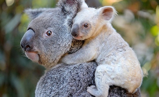 Hayvanat Bahçesi nadir rastlanan beyaz koala yavrusuna isim arıyor
