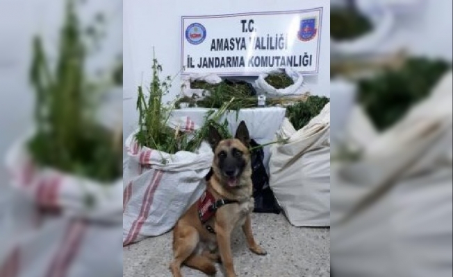 Narkotik köpeği 'Atak' 10.5 kilo esrar buldu