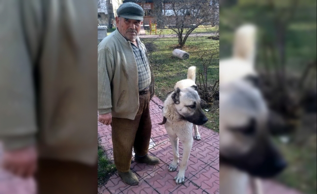 'Karabaş', ölen sahibinin yerini jandarmaya gösterdi!