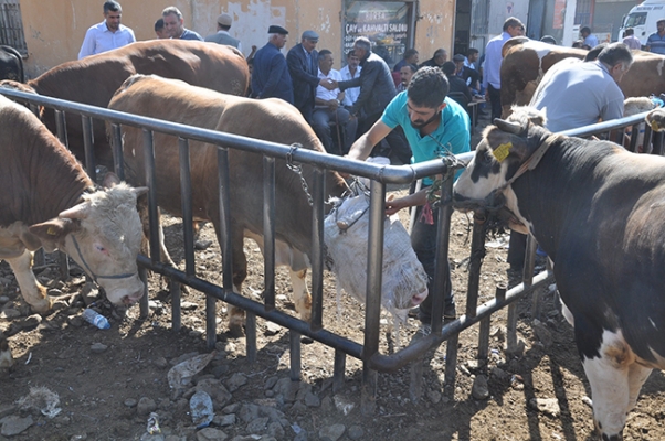 Kars’ta, Kurban Bayramı öncesi hayvan pazarında durgunluk yaşanıyor