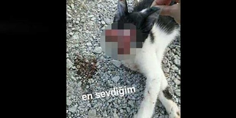 Kedinin gözlerini oyup Facebook’da paylaştı!