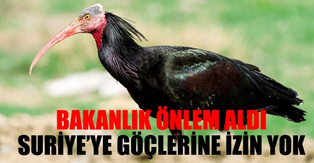 Kelaynakların Suriye'ye göç etmelerine izin verilmeyecek