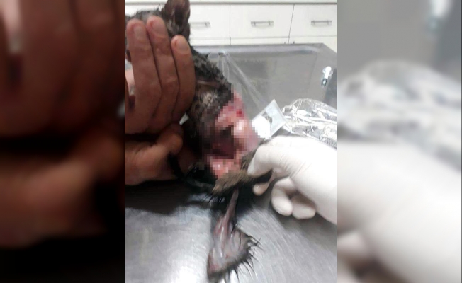 Antalya'da vahşet: Derisi yüzülen yavru kedi ölüme terk edildi!