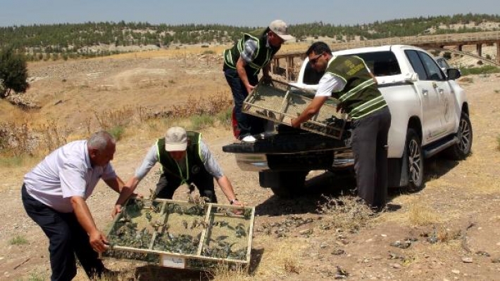 Suriye'ye götürülmek istenen 2 bin saka kuşu ele geçirildi