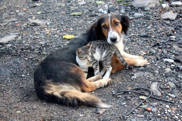 Yavru kediler ile köpek birbirlerinden ayrılmıyor