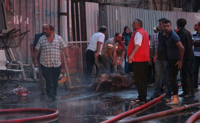 Sarıyer'de kurbanlık hayvanların bulunduğu barınakta yangın