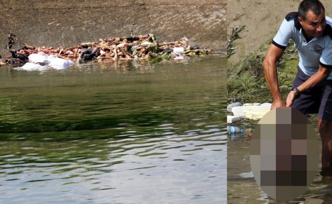 At ve eşekleri kesip kemiklerini kanalına attılar