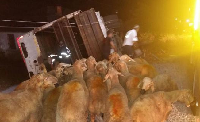 Kurbanlık taşıyan kamyon devrildi: Ölü ve yaralı var!
