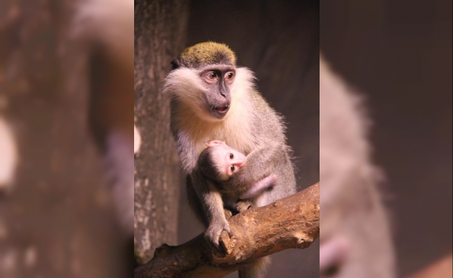 Vervet maymunu doğum yaptı, ziyaretçilerin gözdesi oldu