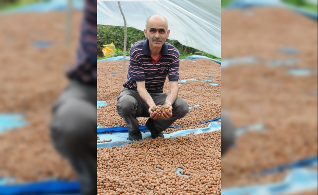 Fındık üreticisi TMO’nun fiyatlarını yeterli bulmadı