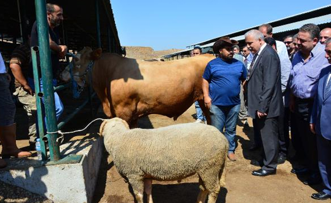 16 bin liralık koçu alana dana bedava