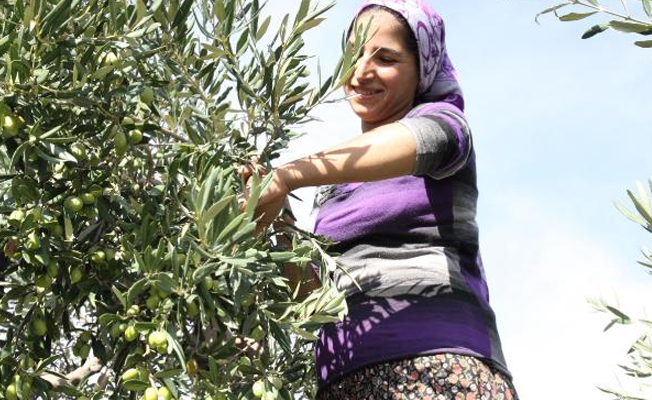 Türk zeytinciler ihracat pazarlarını Yunanistan'a kaptırdı