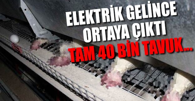 Muş'ta 40 bin tavuk telef oldu