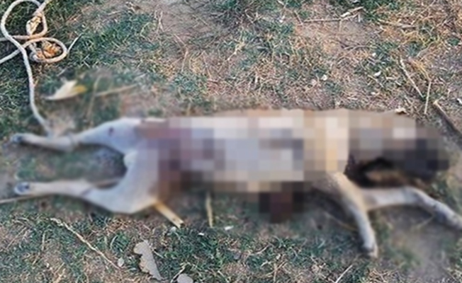 Manisa'da vahşet: Köpeğe işkence!