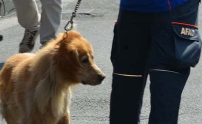 AFAD köpeği, bandodan ürküp kaçtı