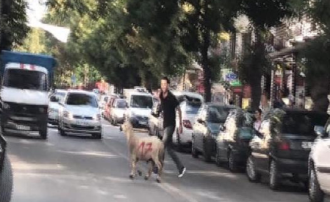Ankara'da kurbanlık koyun, sahiplerini akan trafikte peşinden koşturdu