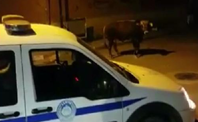 Kamyonete yüklenirken kaçan boğa uyuşturucu iğne ile yakalandı