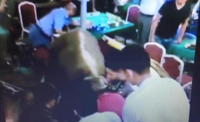 Bursa'da kaçan boğa kahveye daldı