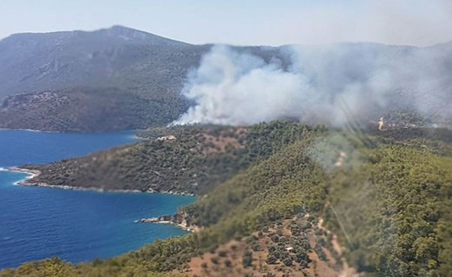 Milas'ta orman yangını çıktı