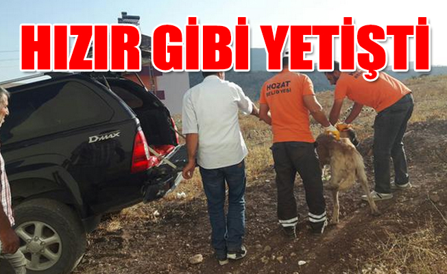 CHP'li başkan yaralı köpeği makam aracıyla taşıdı!