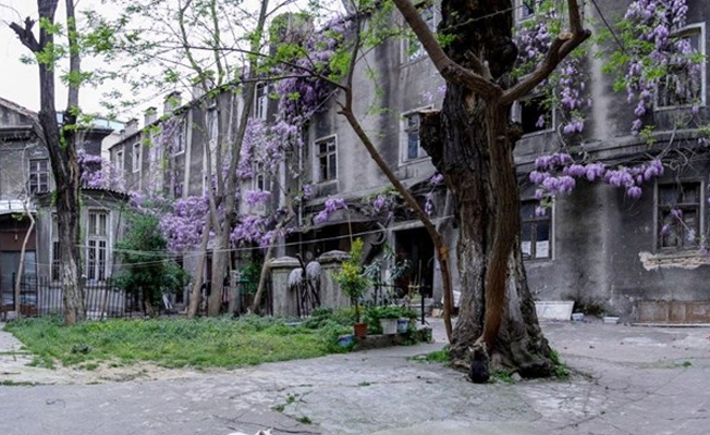 Narmanlı Han'da mor salkımlı ağaçlar gitti, betona gömüldü