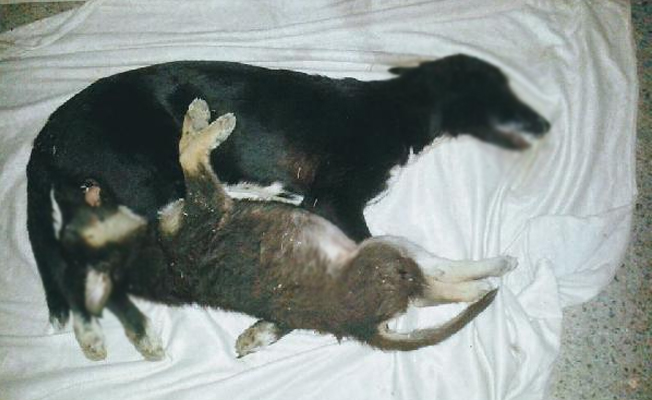 Zehirlenen sokak köpeği ve yavrusu telef oldu