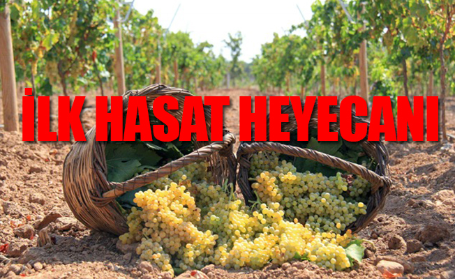 Yıllar sonra canlanan gelenek Bağ Bozumu Şenliği 10 Eylül’de