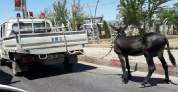 Eşeği kamyonetin arkasına bağlayıp eziyet ettiler!